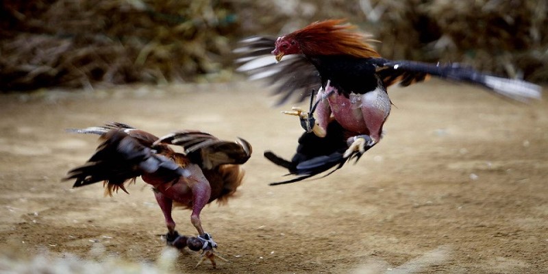 การชนไก่ด้วยมีดเดือยคืออะไร?