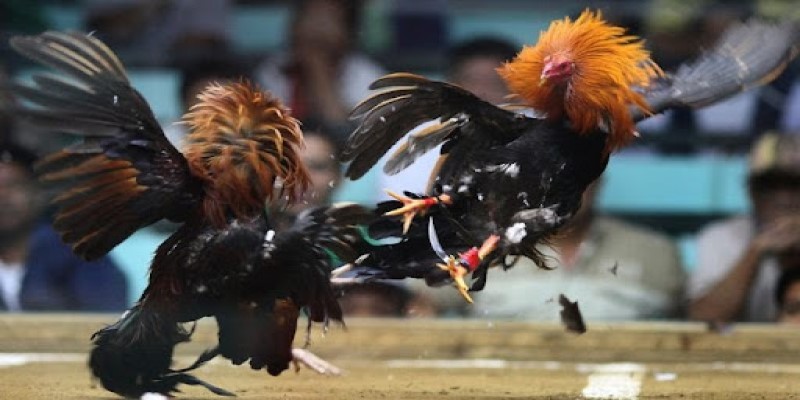 ประสบการณ์การชนไก่ด้วยเดือยมีด